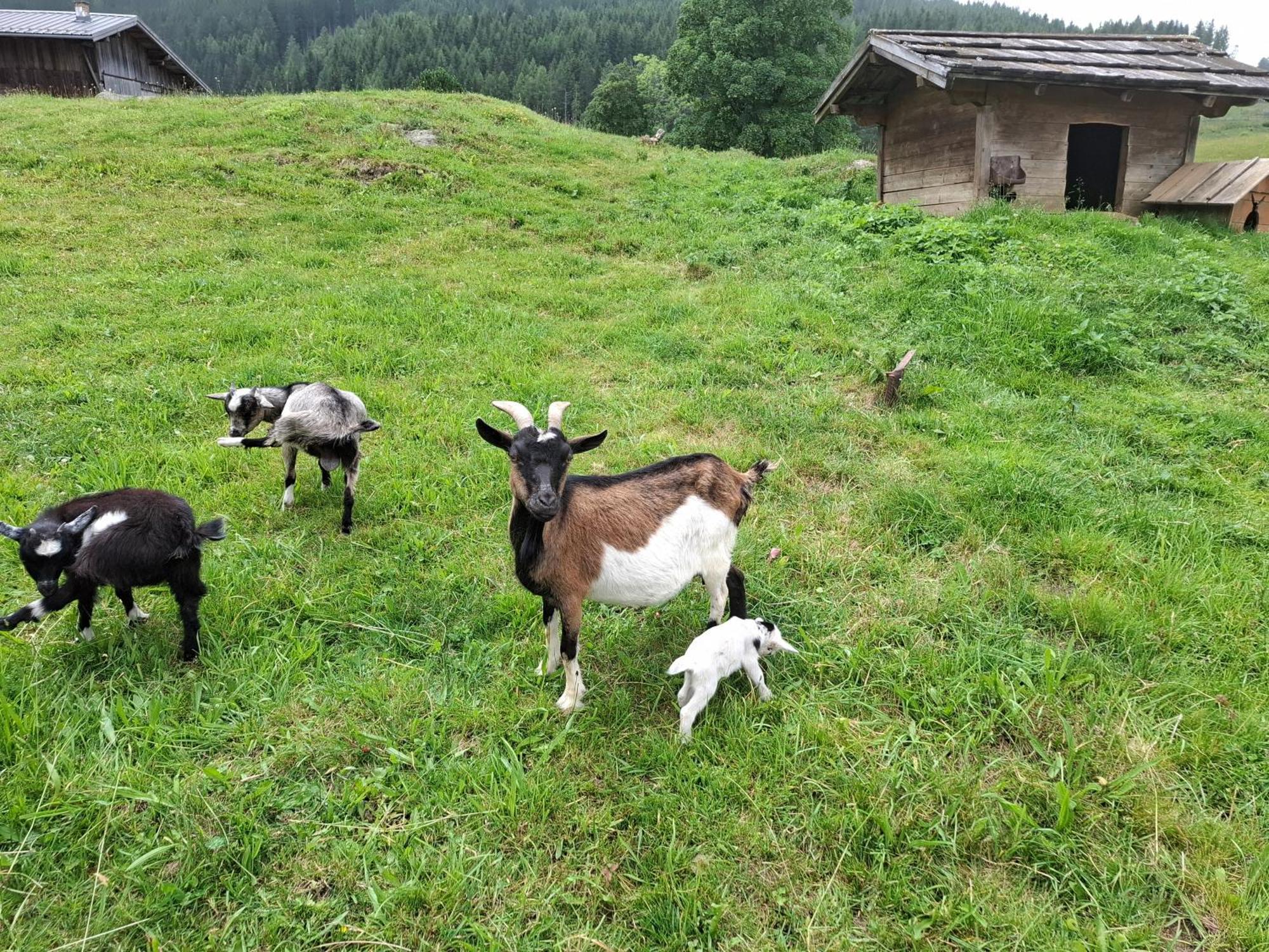 Pension Stammerhof ชลัดมิง ภายนอก รูปภาพ
