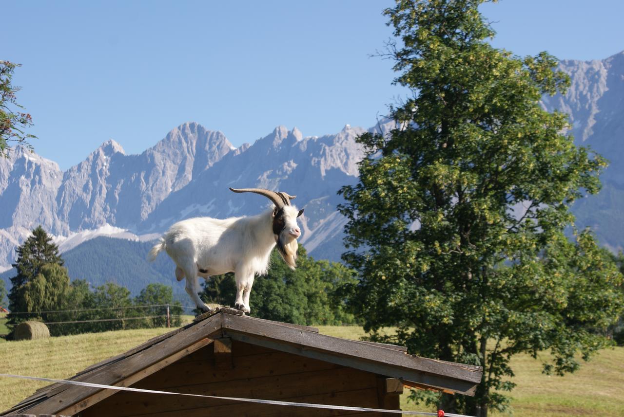 Pension Stammerhof ชลัดมิง ภายนอก รูปภาพ